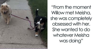 A Puppy And Her Blind Dog Friend Are Melting Hearts With Their Beautiful Daily Walks