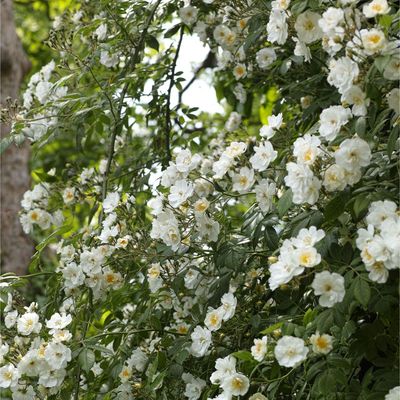 This is the one rambling rose to plant now for beautiful fragrance and privacy all summer long – garden designers say it’ll cover a fence or trellis in no time