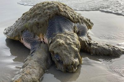 World’s rarest sea turtle washes ashore in dire need of aid