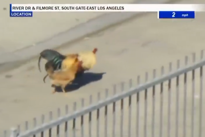 FOX 11 chopper guys get distracted during high speed chase by a rooster and hen walking together in LA