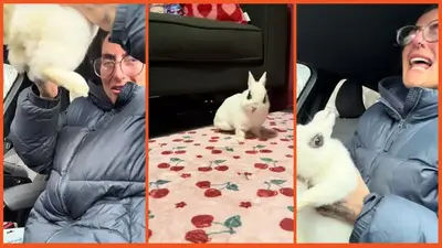 ‘They’ve broken his legs!’: Woman takes pet rabbit to vet for routine dental work, but what they do instead is unforgivable