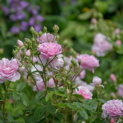 Experts are warning gardeners to watch out for this pest in March, before it destroys your roses