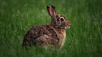 Florida chooses robots to fight the invasive species decimating its natural ecosystem