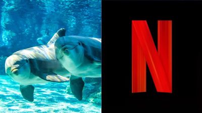A New Lawsuit Against SeaWorld Could Actually Result In A Huge Opportunity For Netflix