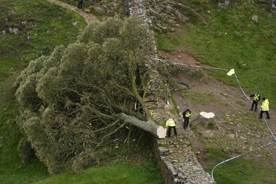 Wood from illegally felled Sycamore Gap tree to be made into stunning artwork