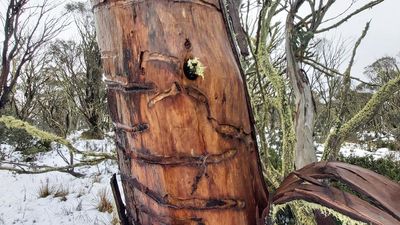 Snow gum dieback raises fears for largest river system