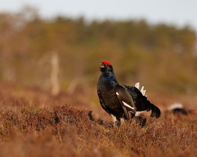 Country diary: A dawn search for the rare black grouse
