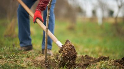 Plant Bare-Root Trees Now or Lose a Year: Why March is the Make-or-Break Month for Stronger Summer Growth
