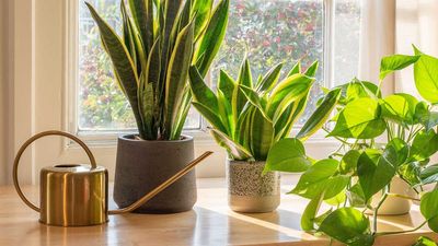 What to Do with a Snake Plant in March to Boost Growth, Brighten Leaves, and Keep It Thriving