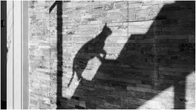 Kylie Kelce and Jason Kelce To Bring Home a Cat? Here's What We Know