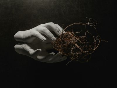 How to Reduce Root Rot Risk Without Chemicals