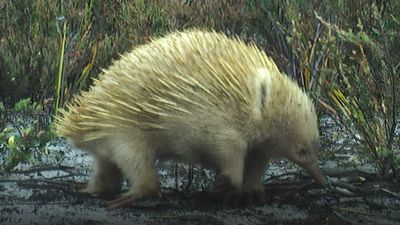 30 trail cameras and half a million pictures later, researchers have finally photographed these rare animals in first-ever camera survey of Tasmanian island