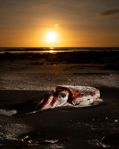 Stripped of life: the deadly South Australian algal bloom is still spreading one year on