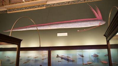 Mexican beachgoers were left speechless as a 30-foot sea creature caused absolute chaos on the shore