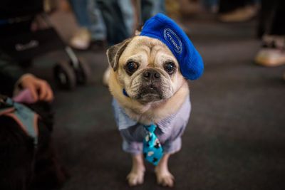 Photos of pets dressed up in costumes for Romania’s annual animal expo