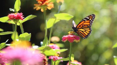 How to Create a Butterfly Balcony – Discover What to Plant Now For a Pollinator Haven in a City by Summertime