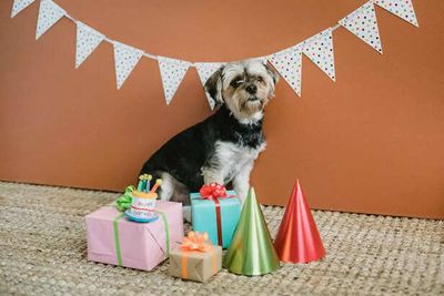 Why Birthday Parties For Animals Are Becoming A Heartwarming New Tradition