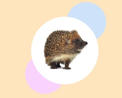 Create hedgehog havens – and seven other ways to help our prickly friends