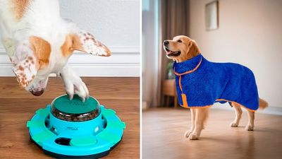 55 Weird Things for Your Dog That Are Actually So Dope