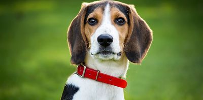 Dogs can overdose too: Naloxone training can save pets’ lives as well as humans