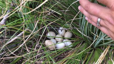 People are just discovering the truth about why turkey eggs are nowhere to be found