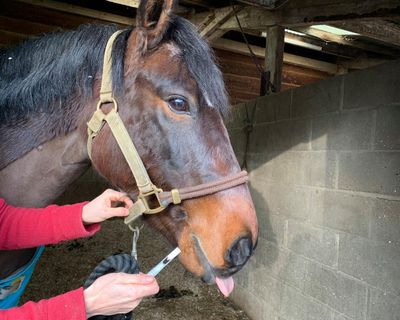 Country diary: A saliva test for George the pony, and a rethink on worm control