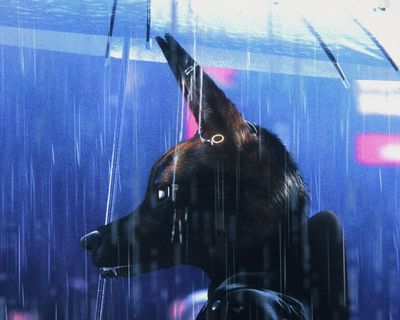 Bouchra review – Prada-wearing coyote is anti-identitarian alter ego in film that maps queer experience