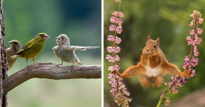 40 Perfectly Timed Wildlife Photos From The Comedy Wildlife Photography Awards