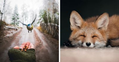 Ian Granström’s Wildlife Photography Turns Everyday Animal Encounters Into Art (50 Pics)