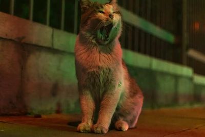 Night Life of Pets: What Your Pet Does While You Sleep