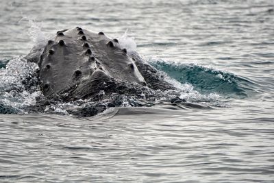 Scientists made a breakthrough in the study of whale sounds. Here's a look at the numbers