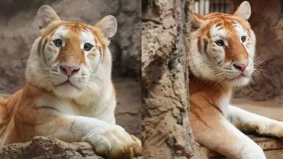 Meet Ava, the golden tiger who is internet's new favourite; All you need to know ⁩