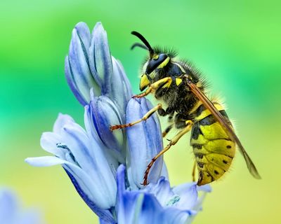 I love vultures, mosquitoes and, yes, even wasps. This is why you should too