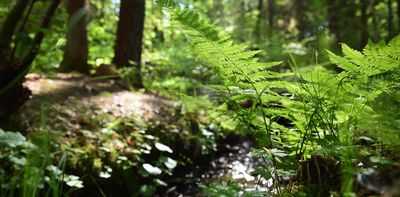 What was the very first plant in the world?