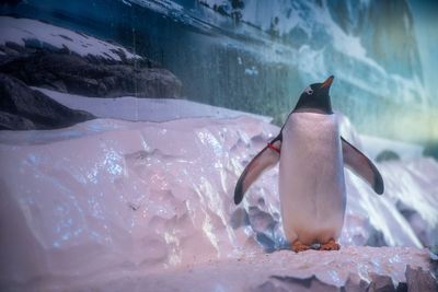 London aquarium says ‘no change is not an option’ for indoor penguins