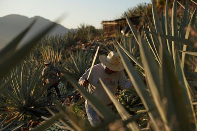 Mezcal's popularity is booming in the US. That comes with a growing environmental cost in Mexico