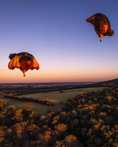 ‘They become part of people’s identity’: how Australia fell in love with the Skywhales
