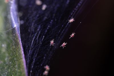 Early Signs of Spider Mite Infestations