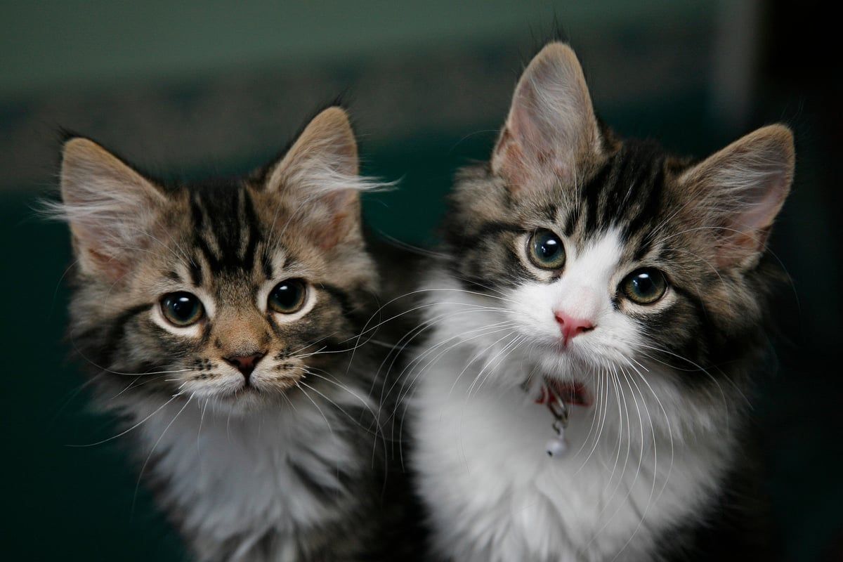 Gallery Detail: How To Protect Your Pet Against Fleas As Summer Looms