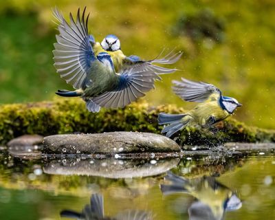 Small changes in how we garden can make a big difference to birds