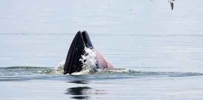 Whales leave DNA ‘footprints’ across the ocean. Here’s how we track them