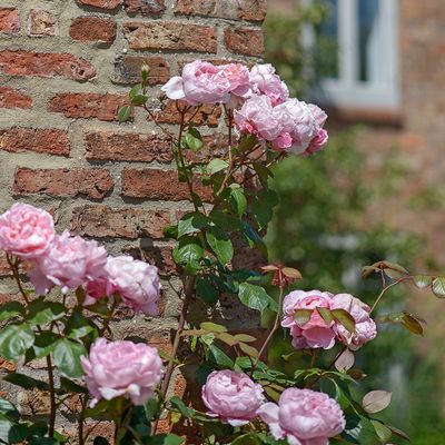 I used this savvy trick to create my dream rose garden for £20 – now is the time to act to add these romantic blooms to your outdoor space on a budget