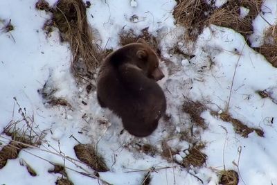 Drone camera captures bear waking up from hibernation