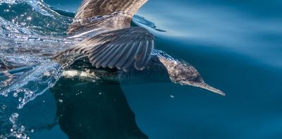 Seabirds struggled to raise chicks in the Hauraki Gulf this summer. What happened?