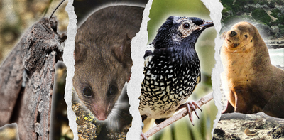 Australia claims it is ‘on track’ to save nature. We disagree