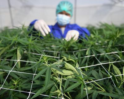 Cannabis is not an effective treatment for common mental health conditions, says review