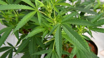 Medicinal cannabis concerns half-baked, advocates say