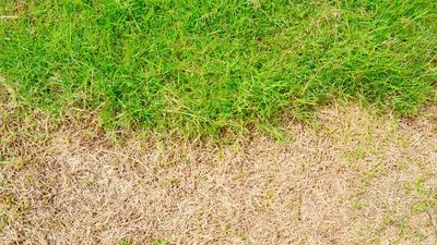 Has winter salt damaged your lawn? Here's how to fix those brown patches
