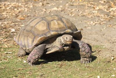 Desert Tortoise Diet and Nutritional Need in Arid Environment