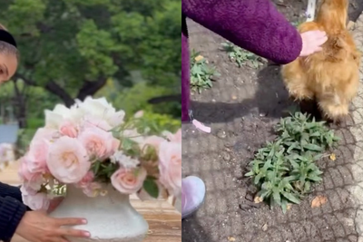 Prince Harry praises Meghan in new family video showing sneaky glimpse of Lilibet